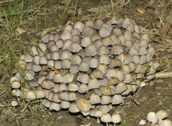 Coprinellus disseminatus